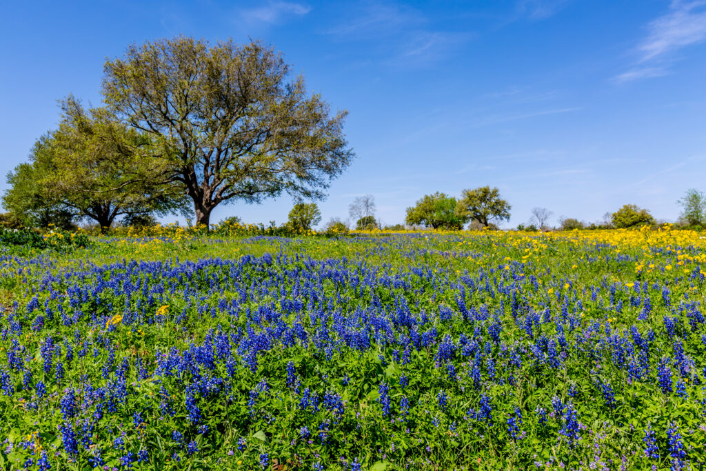 Field Blanketed with a Variety of Texas Wildflowers. - Goodfire Realty LLC